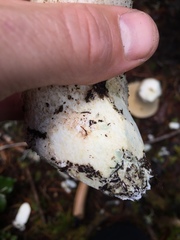 Leccinum manzanitae