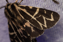 Apantesis nevadensis