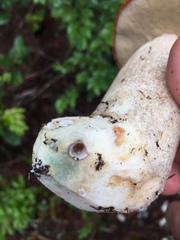 Leccinum manzanitae
