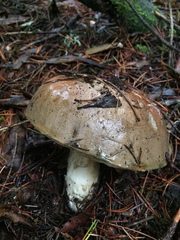 Leccinum manzanitae