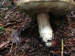 Leccinum manzanitae