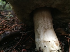 Leccinum manzanitae
