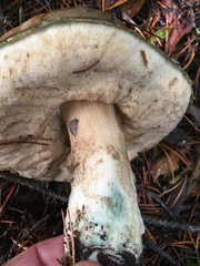 Leccinum manzanitae