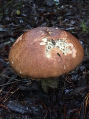 Leccinum manzanitae