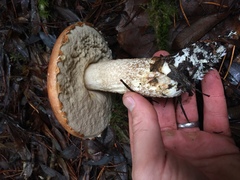 Leccinum manzanitae