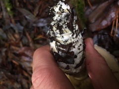 Leccinum manzanitae