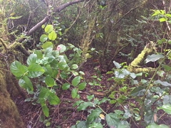 Leccinum manzanitae