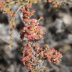 Micromyrtus sessilis