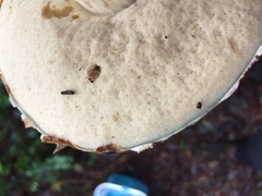 Leccinum manzanitae
