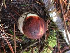 Leccinum manzanitae