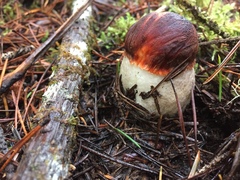 Leccinum manzanitae
