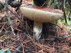 Leccinum manzanitae