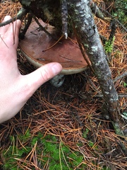 Leccinum manzanitae