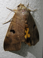 Thyas coronata