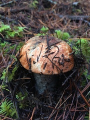 Leccinum manzanitae