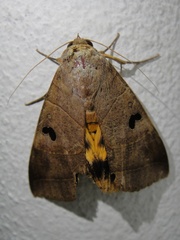 Thyas coronata