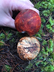 Leccinum manzanitae