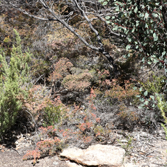 Micromyrtus sessilis