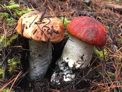 Leccinum manzanitae