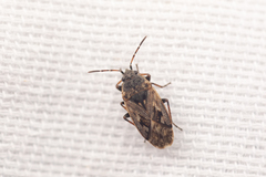 Sphragisticus nebulosus