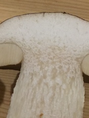Leccinum manzanitae