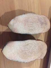 Leccinum manzanitae