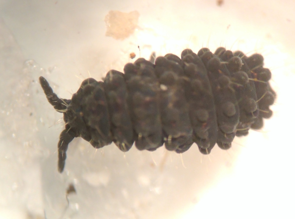 Morulina crassa
