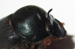 Onthophagus deterrens
