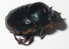 Onthophagus deterrens