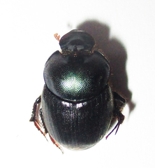 Onthophagus deterrens