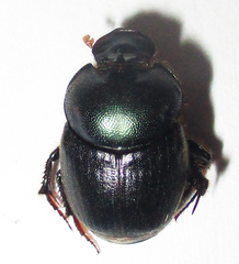 Onthophagus deterrens
