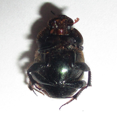 Onthophagus deterrens