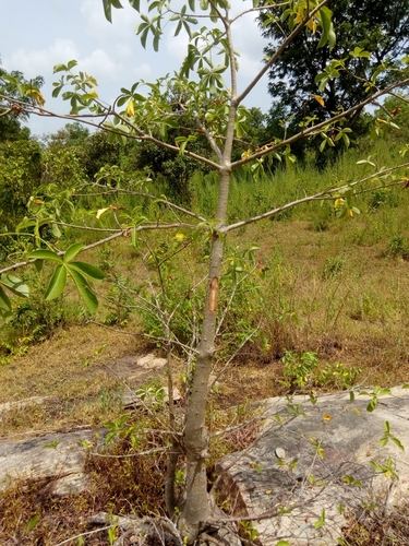 African baobab