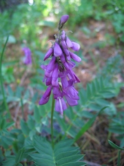 Hedysarum theinum