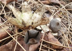 Geastrum tenuipes