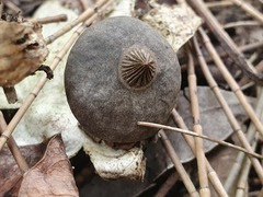 Geastrum tenuipes