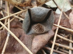Geastrum tenuipes