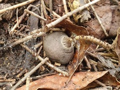 Geastrum tenuipes
