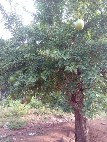 Calabash Tree