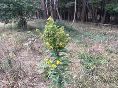 Solidago altissima
