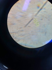 Tetradesmus dimorphus