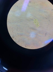 Tetradesmus dimorphus