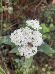 Melanopleurus belfragei