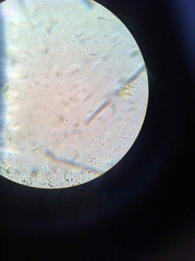 Tetradesmus dimorphus