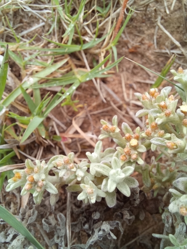 Image of Helichrysum litorale by (c) kevin koen, some rights reserved (CC BY-SA)