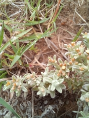 Helichrysum litorale