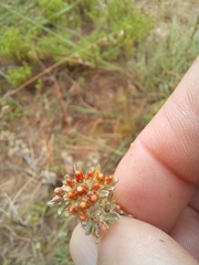 Helichrysum litorale