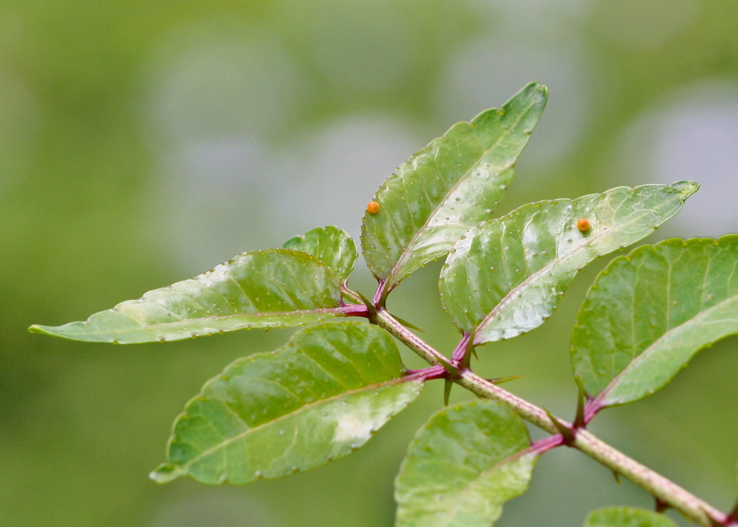 Zanthoxylum