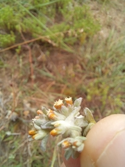 Helichrysum litorale