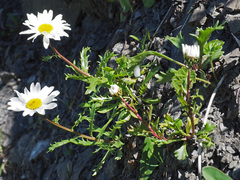 Leucanthemum halleri